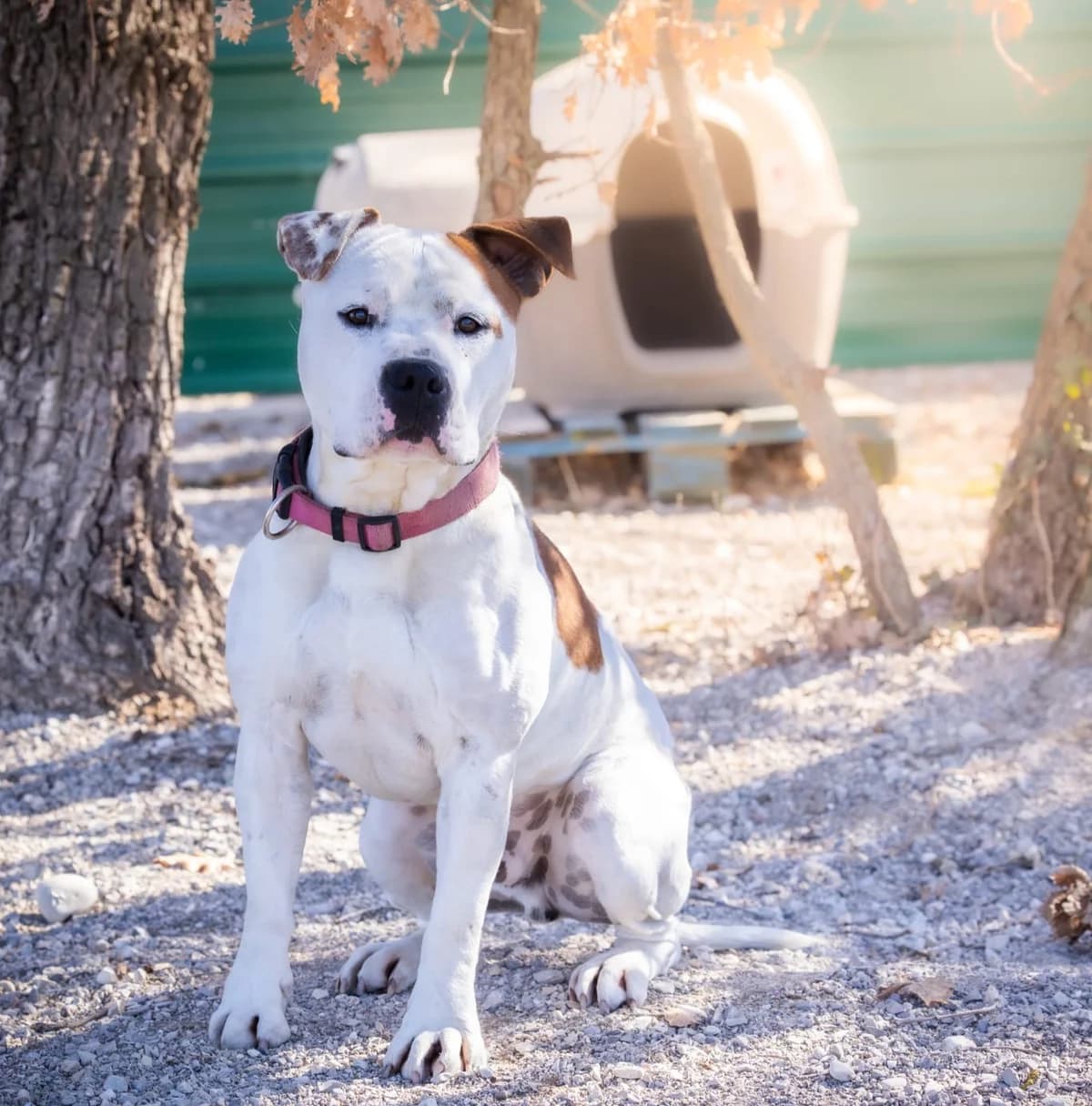Simba, male American Staffordshire Terrier for adoption at Association Canine Sisteronaise, association canine sisteronaise