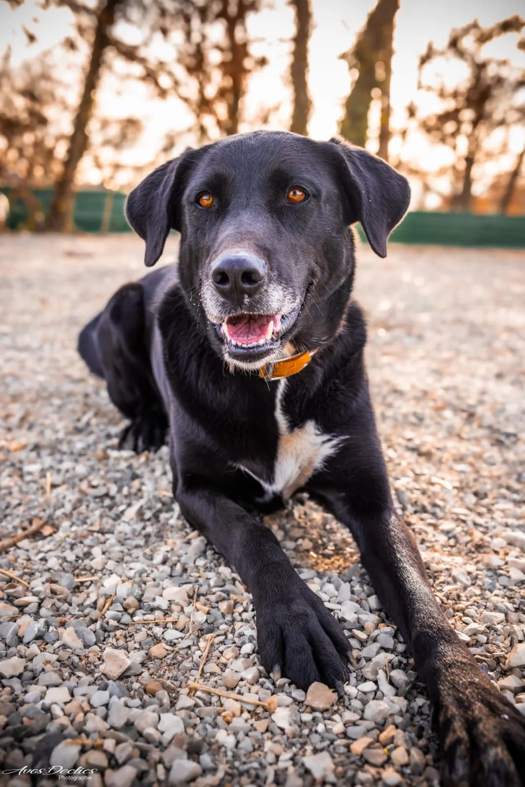 Siska, female Pointer for adoption at Association Canine Sisteronaise, association canine sisteronaise