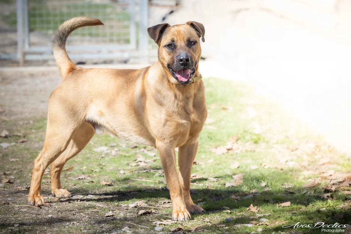 Tao, male puppy mixed breed for adoption at Association Canine Sisteronaise, association canine sisteronaise