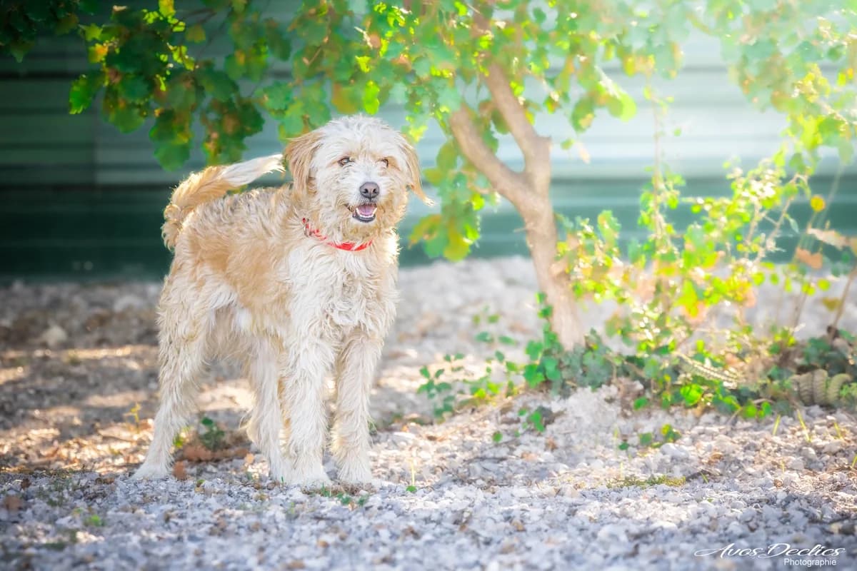 Thor, male Border Collie for adoption at Association Canine Sisteronaise, association canine sisteronaise