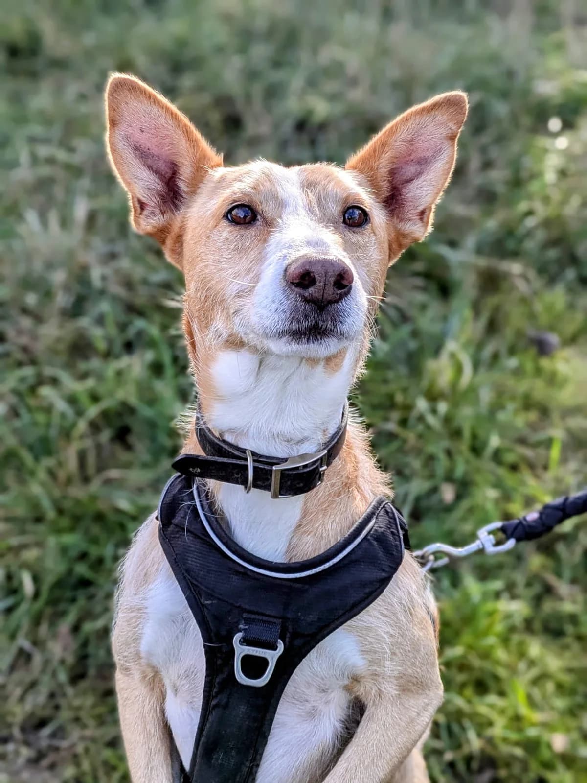 Dobby, male mixed breed for adoption at Association Canine Sisteronaise, association canine sisteronaise