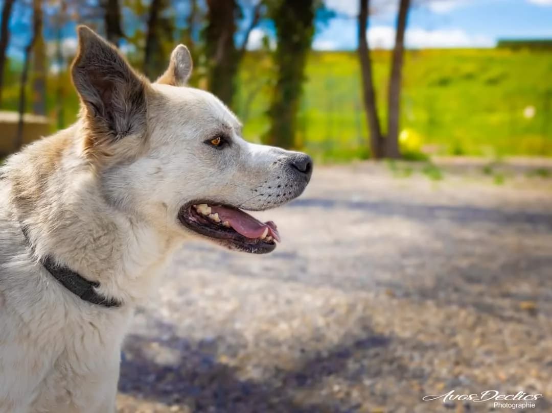 Tweet, male Husky for adoption at Association Canine Sisteronaise, association canine sisteronaise