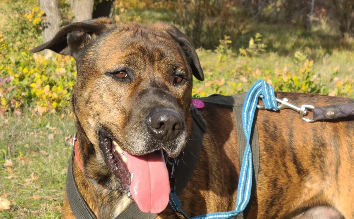 Wolf, male Cane Corso for adoption at Association Canine Sisteronaise, association canine sisteronaise