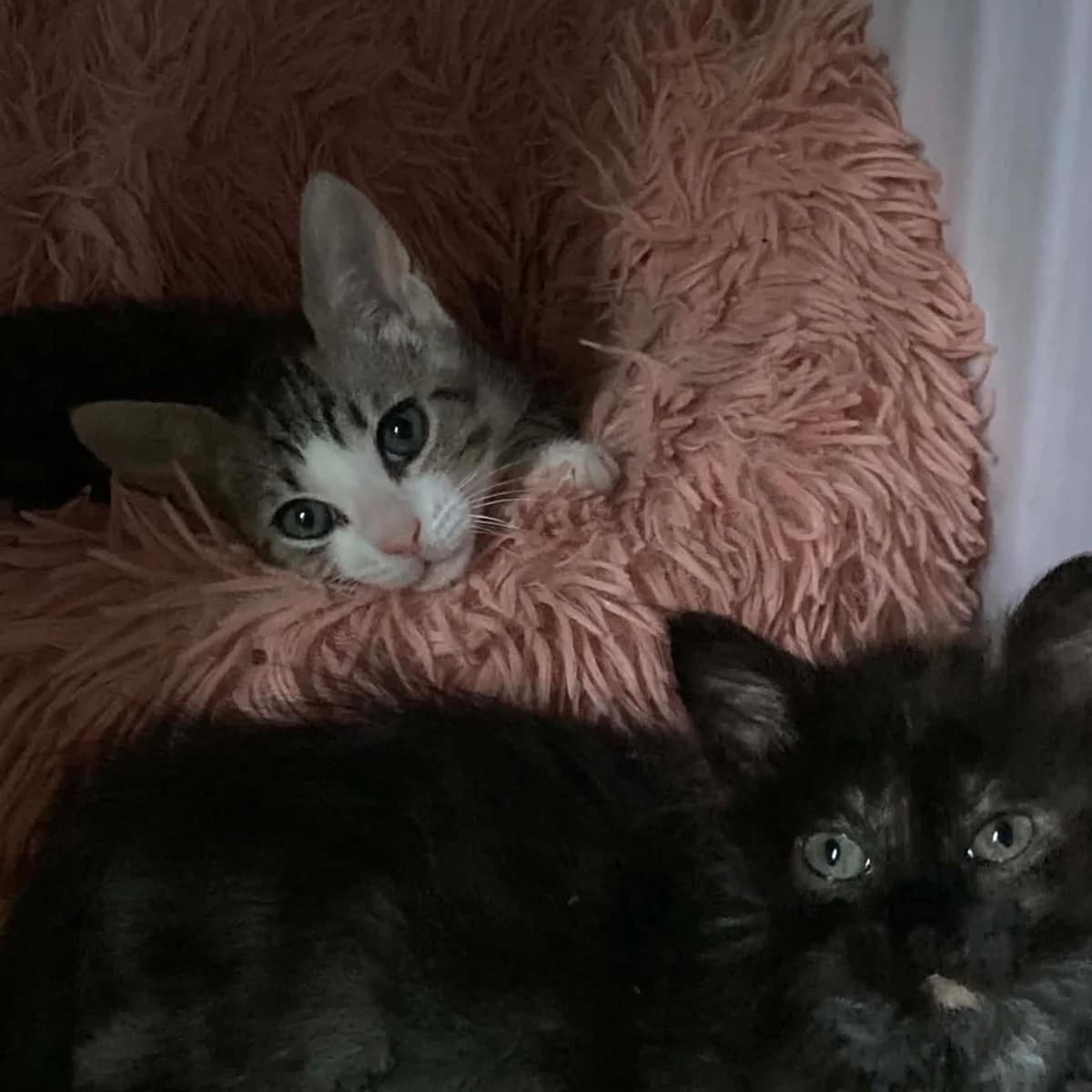 Bibi et Beka, puppy European Shorthair for adoption at Association Cosette