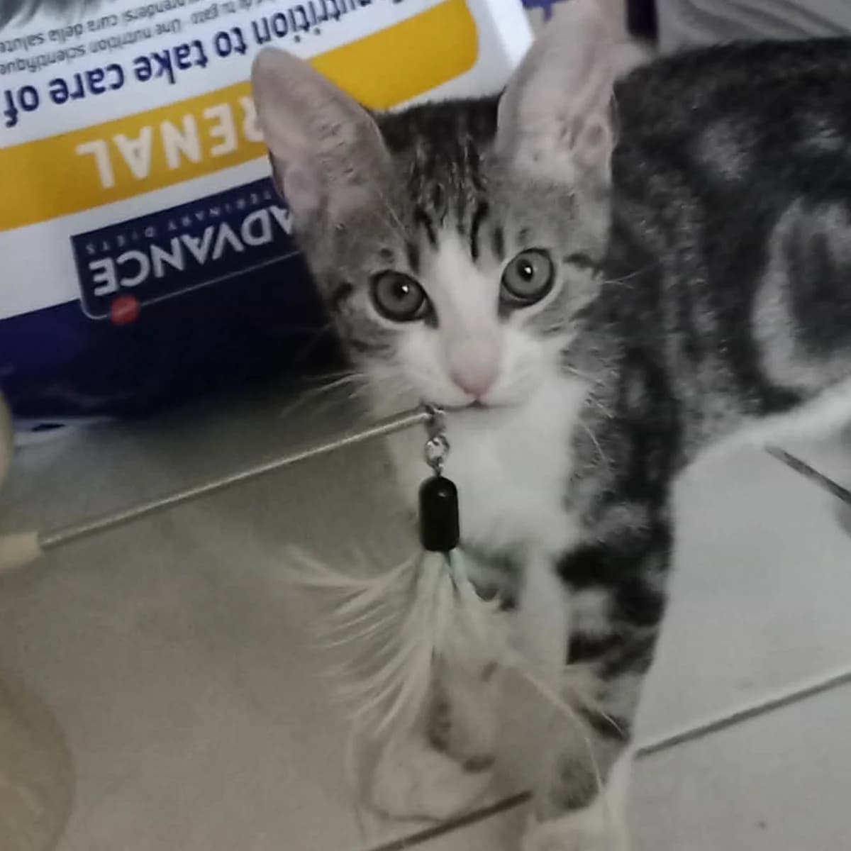 Bibi, puppy European Shorthair for adoption at Association Cosette