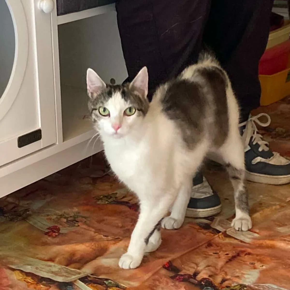 Seraphine, young European Shorthair for adoption at Association Cosette