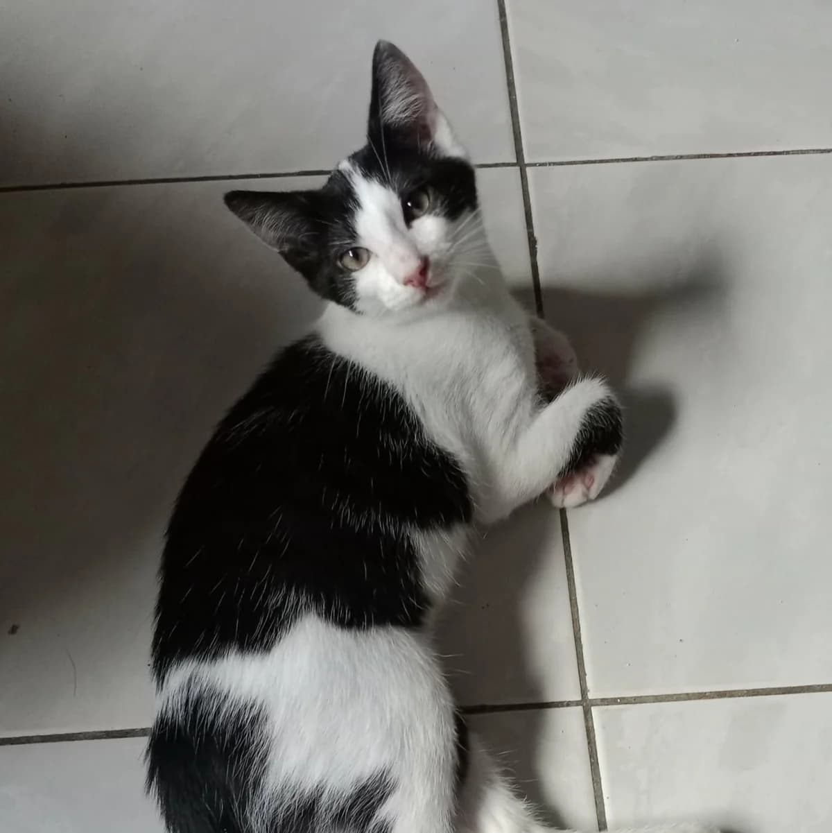 Berlioz, puppy European Shorthair for adoption at Association Cosette