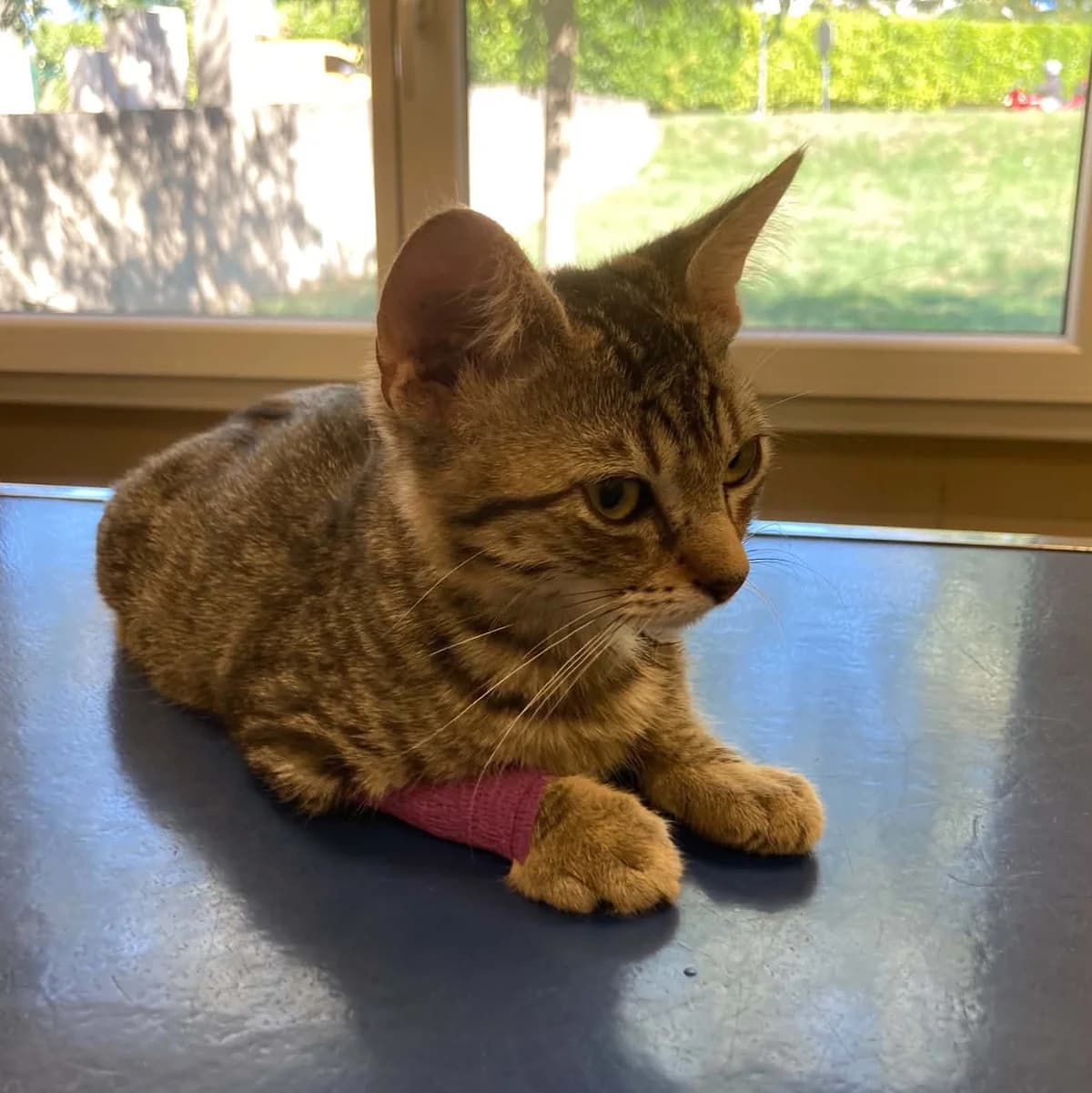 Romy, puppy European Shorthair for adoption at Association Cosette