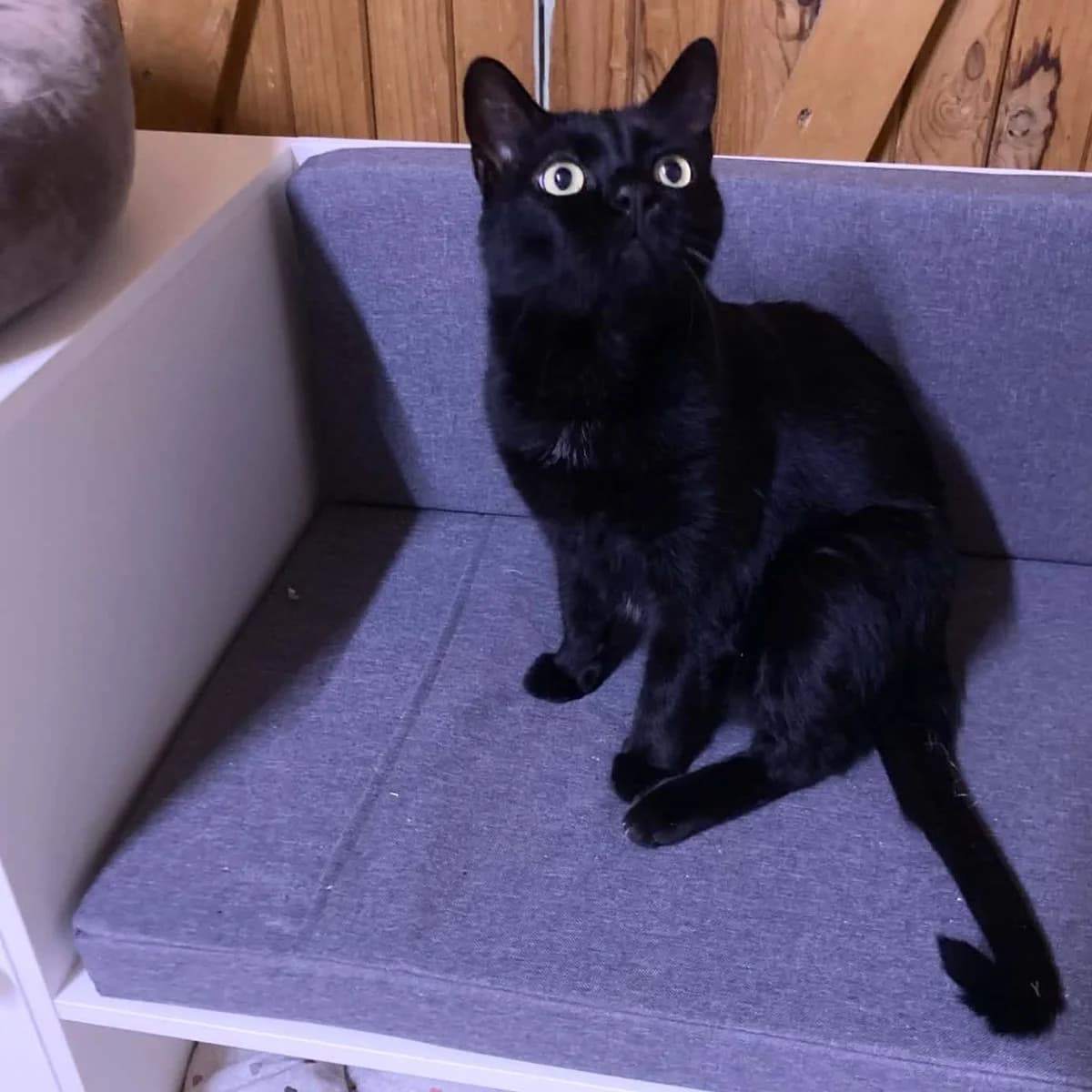 Nina, female 5yo European Shorthair for adoption at Association Cosette