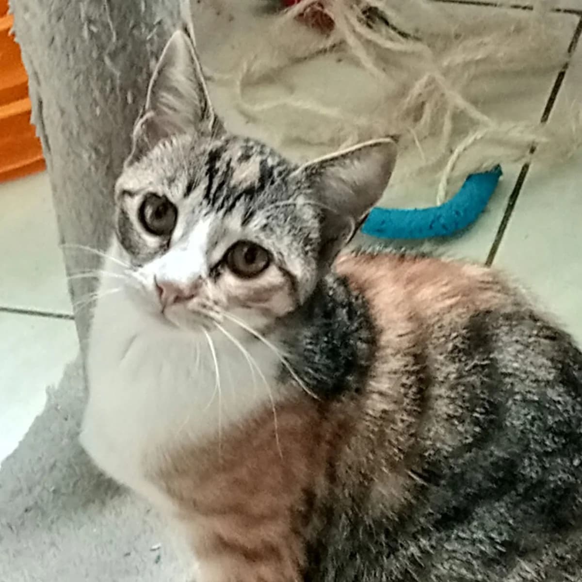 Nicole, female puppy European Shorthair for adoption at Association Cosette
