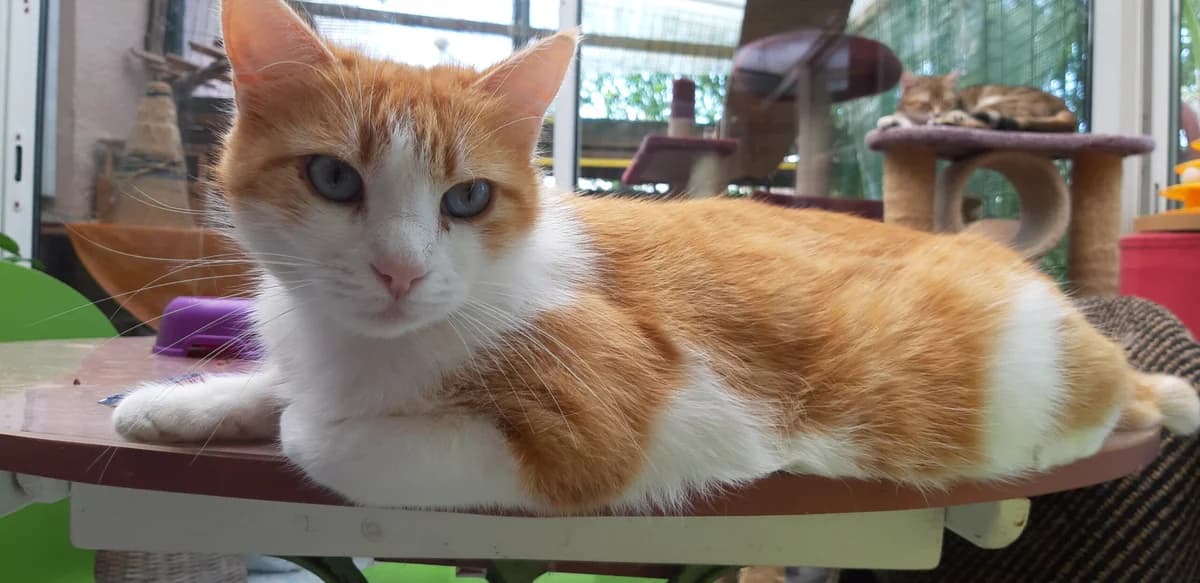 Gemme, Mixed Breed for adoption at Association D.A.M.E. — Défense des Animaux de Montech, Montech