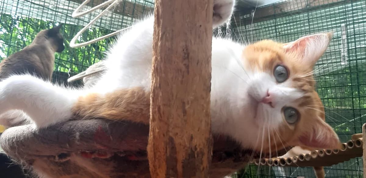Iolithe, Mixed Breed for adoption at Association D.A.M.E. — Défense des Animaux de Montech, Montech