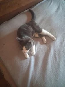 ALBAN – gris & blanc (né le 01/08/25), male puppy European Shorthair for adoption at Association Galia (Vendée), Paris (Nationwide)