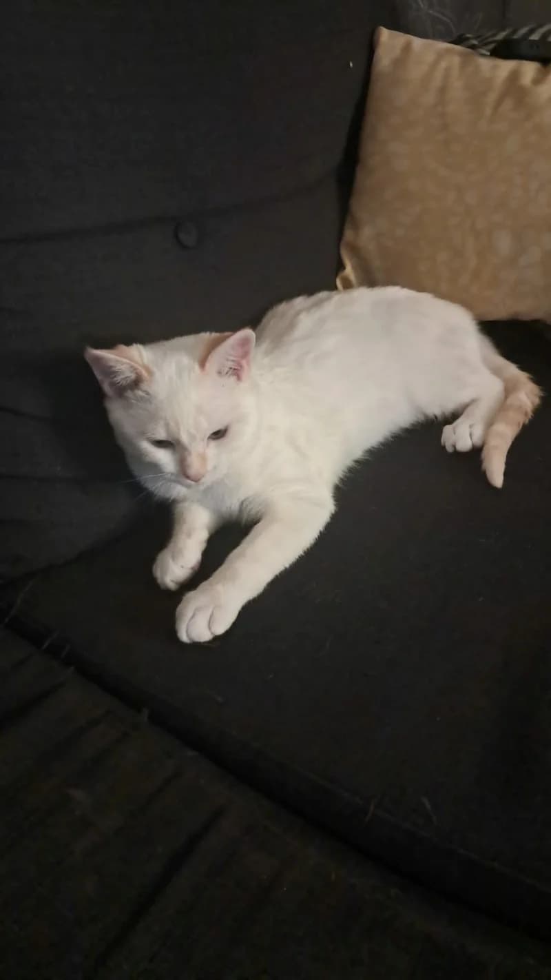 ALLIO – blanc -(né le 15/09/25), male puppy European Shorthair for adoption at Association Galia (Vendée), Paris (Nationwide)