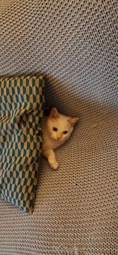 ALLIO – blanc -(né le 15/09/25), male puppy European Shorthair for adoption at Association Galia (Vendée), Paris (Nationwide)