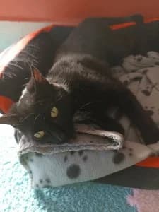 ALOE – affectueuse (née le 15/03/2025), female European Shorthair for adoption at Association Galia (Vendée), Paris (Nationwide)