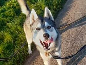 ARES X husky/loup tchèque (né 01/2025), male Husky for adoption at Association Galia (Vendée), Paris (Nationwide)