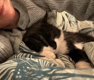 BALOU – N/B (né le 15/01/2025), male young European Shorthair for adoption at Association Galia (Vendée), Paris (Nationwide)