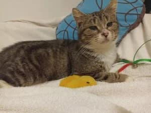 BAYA – joueuse et affectueuse (née le 01/01/2024), female young European Shorthair for adoption at Association Galia (Vendée), Paris (Nationwide)