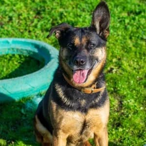 Beauty type berger allemand née 2020, female 6yo German Shepherd for adoption at Association Galia (Vendée), Paris (Nationwide)