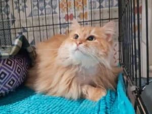 BENITO – roux (né le 01/01/2023), male 3yo European Shorthair for adoption at Association Galia (Vendée), Paris (Nationwide)