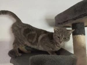 BEVERLY – gris (née le 01/01/2024), female young European Shorthair for adoption at Association Galia (Vendée), Paris (Nationwide)