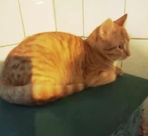 BLAISE – roux tigré (né le 15/09/25), male puppy European Shorthair for adoption at Association Galia (Vendée), Paris (Nationwide)