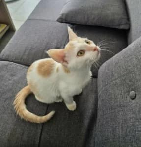 BONNY – blanc et roux – (né le 24/08/25), male puppy European Shorthair for adoption at Association Galia (Vendée), Paris (Nationwide)