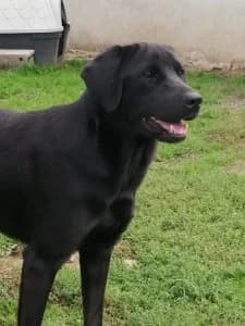 CANDY – née le 25/04/2024, female young Labrador Retriever for adoption at Association Galia (Vendée), Paris (Nationwide)