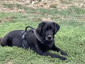 DIDOU Labrador (née le 10/02/2014), female senior Labrador Retriever for adoption at Association Galia (Vendée), Paris (Nationwide)