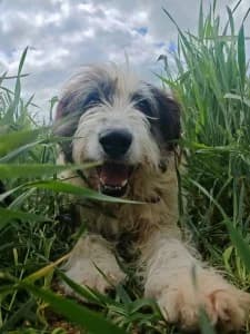 GLORIA (née 26/07/2021), female 4yo mixed breed for adoption at Association Galia (Vendée), Paris (Nationwide)