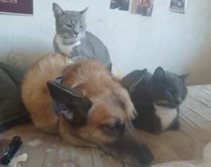 HERMIONE & LUNA (08/2019 et 15/09/24), female 6yo Mixed Breed for adoption at Association Galia (Vendée), Paris (Nationwide)
