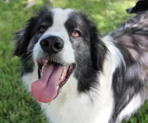 Iggy mâle croisé Berger Australien 3 ans, female senior Italian Greyhound for adoption at Association Galia (Vendée), Paris (Nationwide)