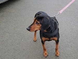 JAVA Chienne X (née le 12/04/2018), female 7yo mixed breed for adoption at Association Galia (Vendée), Paris (Nationwide)