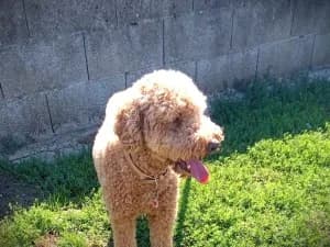 LADIE Caniche Royal (née le 11/08/2018), female Poodle for adoption at Association Galia (Vendée), Paris (Nationwide)