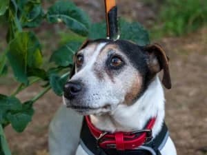 LEOo Jack Russell né le 19/09/2015, female Jack Russell Terrier for adoption at Association Galia (Vendée), Paris (Nationwide)