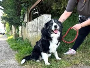LEWIS Border Collie né le 31/08/2015, female senior Border Collie for adoption at Association Galia (Vendée), Paris (Nationwide)