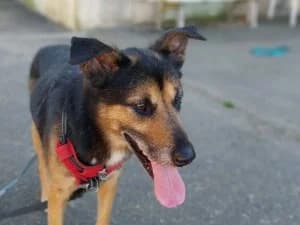 LOUKY, croisé berger, male senior mixed breed for adoption at Association Galia (Vendée), Paris (Nationwide)
