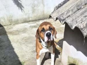 Malo x Beauceron né le 4/06/2024, male young mixed breed for adoption at Association Galia (Vendée), Paris (Nationwide)