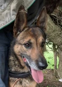 Malou 2 x berger né 01/01/2018, male senior Belgian Malinois for adoption at Association Galia (Vendée), Paris (Nationwide)