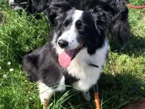 MAYA Border Collie née le 10/01/2016, female senior Border Collie for adoption at Association Galia (Vendée), Paris (Nationwide)