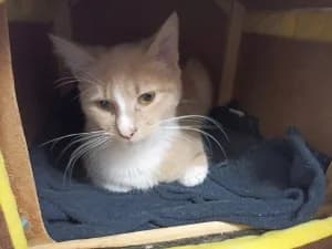 NALA – blanc/roux (née le 01/10/2025), female puppy European Shorthair for adoption at Association Galia (Vendée), Paris (Nationwide)