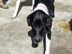 NALAa x Beauceron né le 4/06/2024, female young Labrador Retriever for adoption at Association Galia (Vendée), Paris (Nationwide)