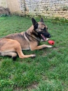 Naxos – x berger belge (né le 01/01/2021), female 5yo Mixed Breed for adoption at Association Galia (Vendée), Paris (Nationwide)