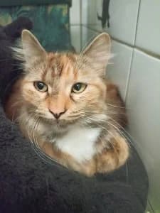 NINON – douceur et discrétion (née le 01/02/2025), female young European Shorthair for adoption at Association Galia (Vendée), Paris (Nationwide)