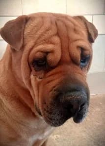 NOEL – mâle -Sharpei (né le 12/10/2017), male senior Mixed Breed for adoption at Association Galia (Vendée), Paris (Nationwide)