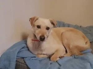 OLLIE Mâle chien X Lab né le 01/01/2020, female 6yo mixed breed for adoption at Association Galia (Vendée), Paris (Nationwide)