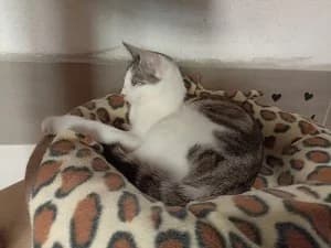 PIMS – née le 14/07/25, female puppy European Shorthair for adoption at Association Galia (Vendée), Paris (Nationwide)