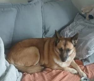 PRINCESSE (née le 31/12/2016), female senior Belgian Malinois for adoption at Association Galia (Vendée), Paris (Nationwide)