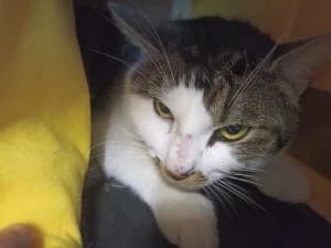 ROMEO – tigré/blanc (né le 01/06/2024), male young European Shorthair for adoption at Association Galia (Vendée), Paris (Nationwide)